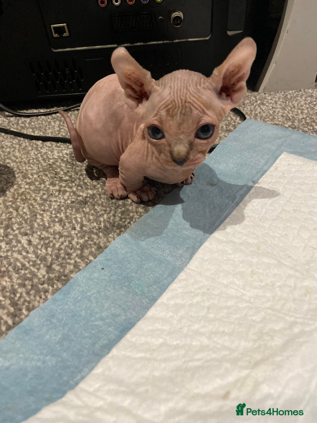 Sphynx cats for sale: Sphynx kittens for sale  - Image 10