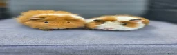 Guinea Pig rodents for sale: Bonded boars  - Advert 7
