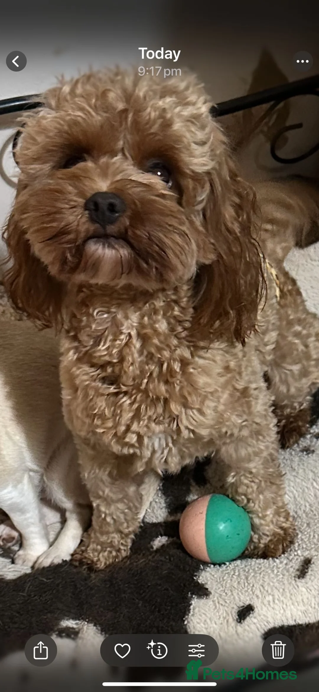Cavapoo dogs for sale: Small F2 Cavapoo Puppies – Family Raised - Advert 39