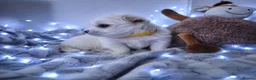 Maltese dogs for sale: 🐶4 Beautiful Maltese Puppies – 3 Boys & 1 Girl - Advert 5