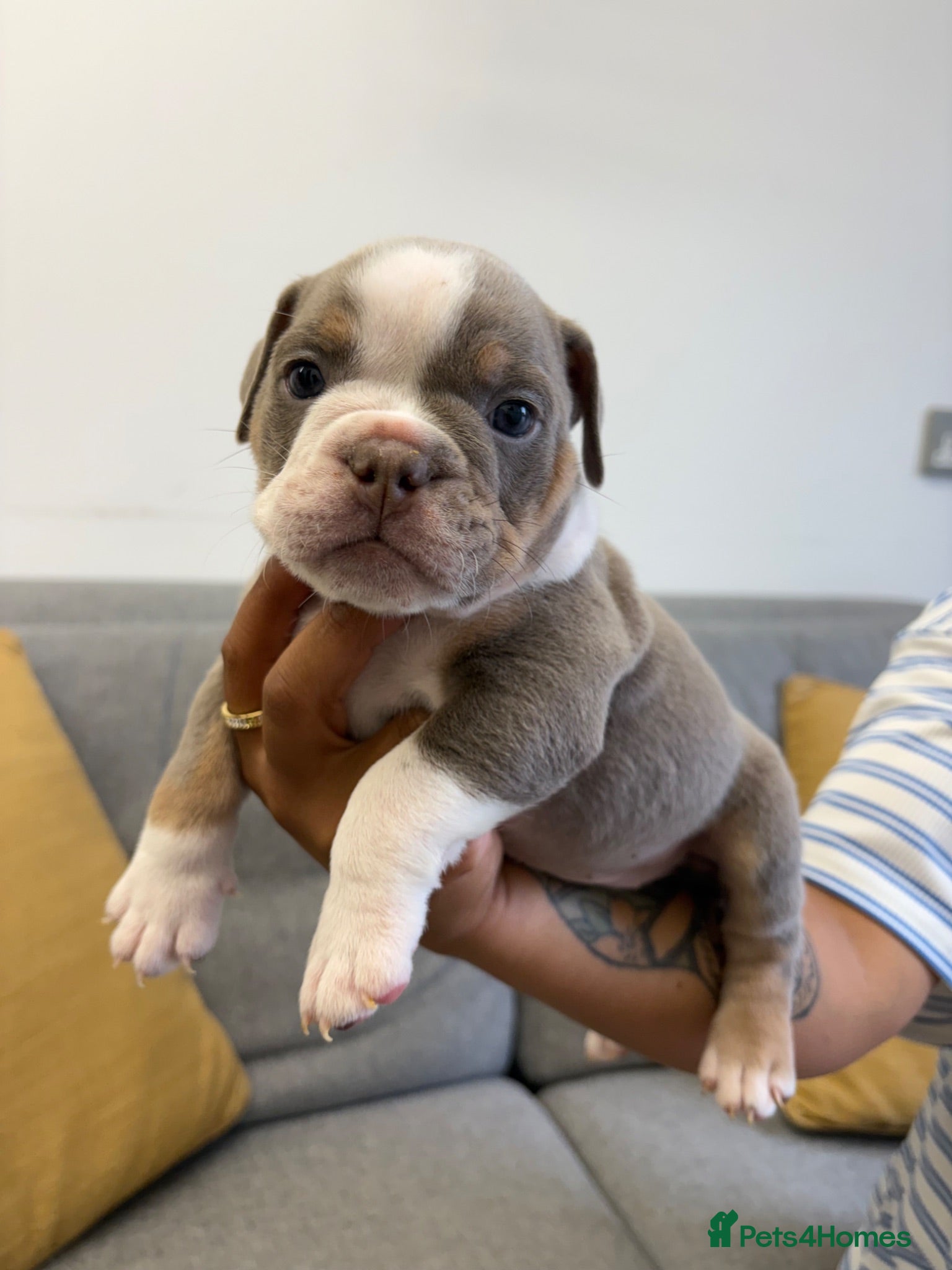 English Bulldog dogs ENGLISH BULLDOGS!  - Advert 5