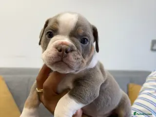 English Bulldog dogs ENGLISH BULLDOGS! - Advert 1