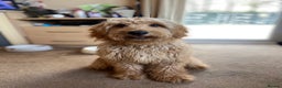Mini Goldendoodle dogs for sale: F1b mini golden doodle puppys - Advert 2