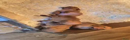 Hungarian Vizsla dogs for sale: Beautiful Hungarian Vizsla Puppies 4 Girls 2 Boys - Advert 4