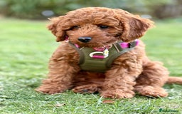 Cavapoo dogs for sale: WAITING LIST NOW OPEN FOR SUMMER 2026.  - Image 1