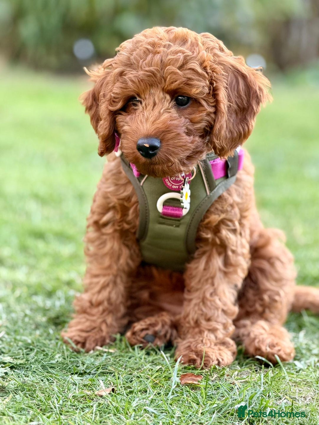 Cavapoo dogs for sale: WAITING LIST NOW OPEN FOR SUMMER 2026.  - Image 1