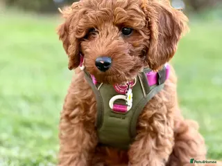 Cavapoo dogs WAITING LIST NOW OPEN FOR SUMMER 2026. - Advert 8