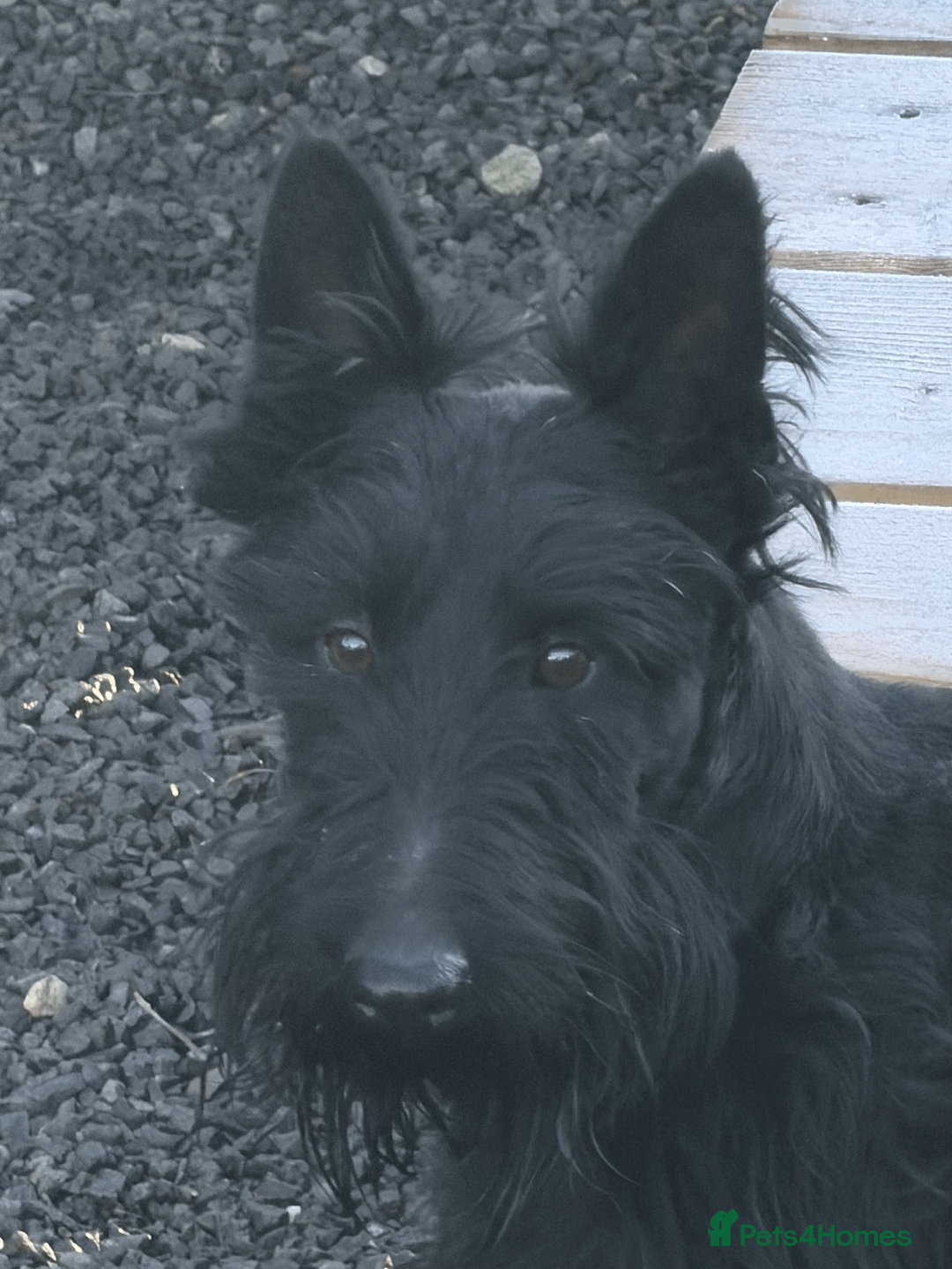 Scottish Terrier dogs for stud: Scottish Terrier STUD Kc Reg - Advert 1