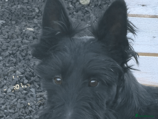 Scottish Terrier dogs for stud: Scottish Terrier STUD Kc Reg - Advert 2