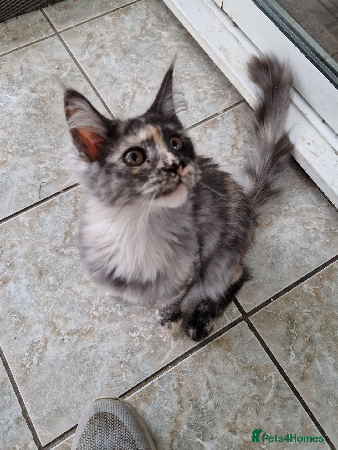 Maine Coon cats for sale: Gorgeous maine coon babies - Advert 22