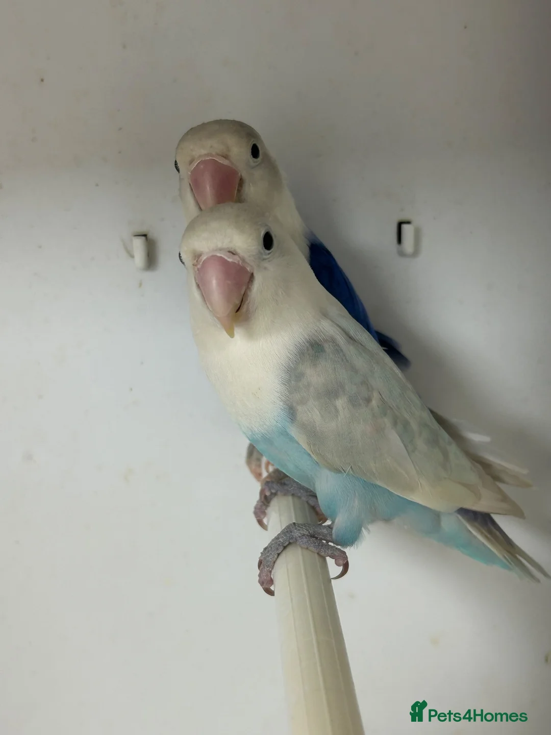 Lovebirds birds for sale: Male and female love bird - Advert 5