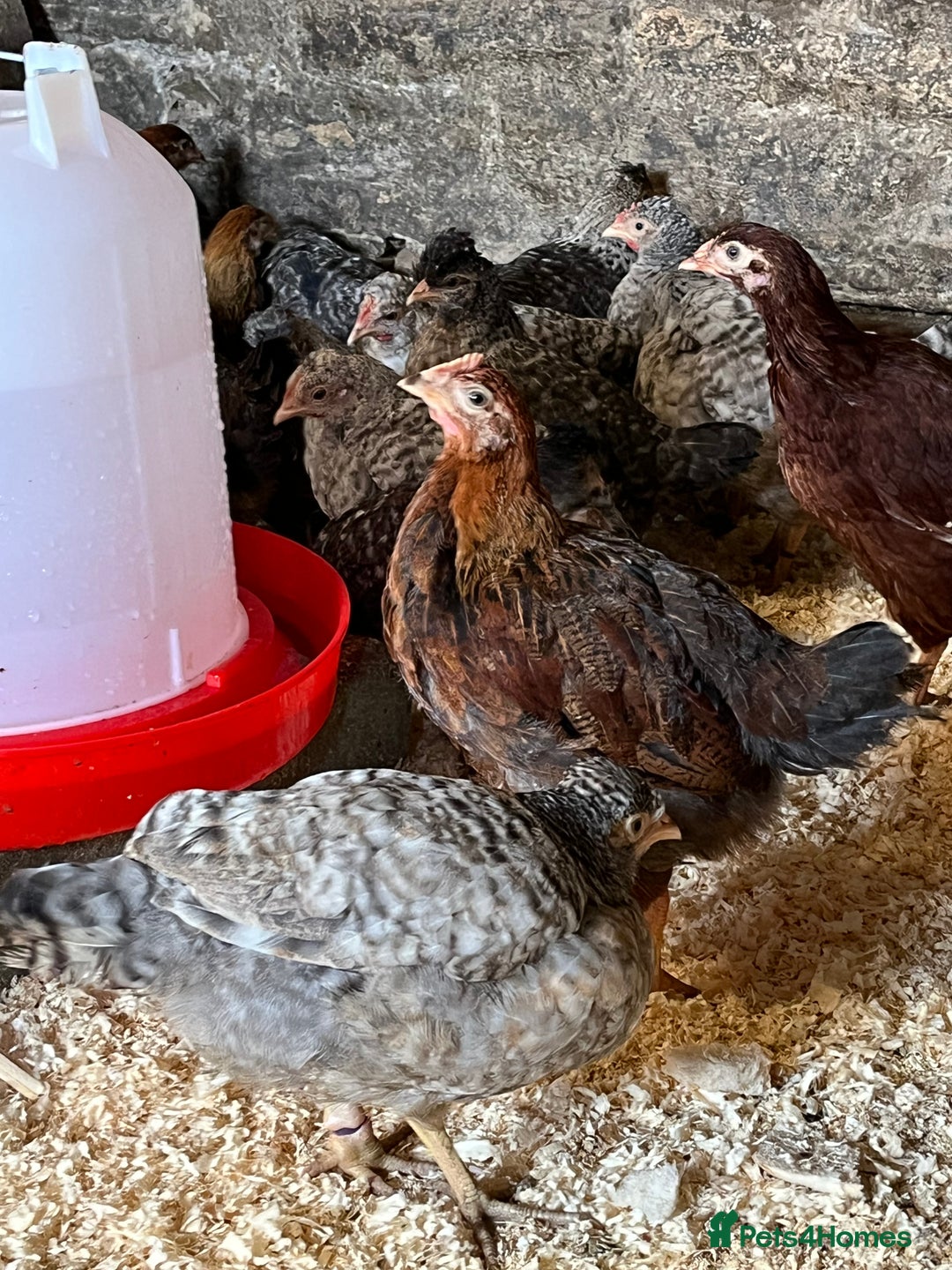 Chickens poultry for sale: Cream Legbar & Welsummer Chickens  - Image 3