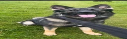German Shepherd dogs for stud: Dog for stud  in Stevenage - Advert 10
