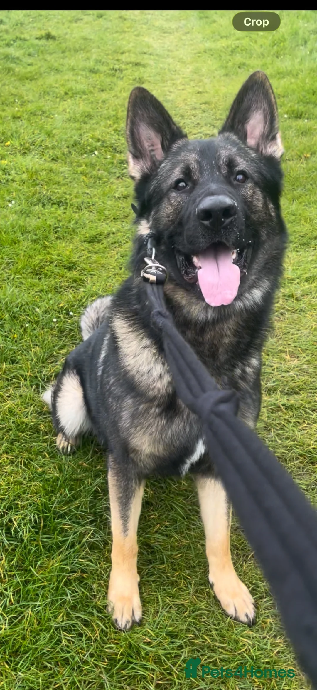 German Shepherd dogs for stud: Dog for stud  in Stevenage - Advert 10