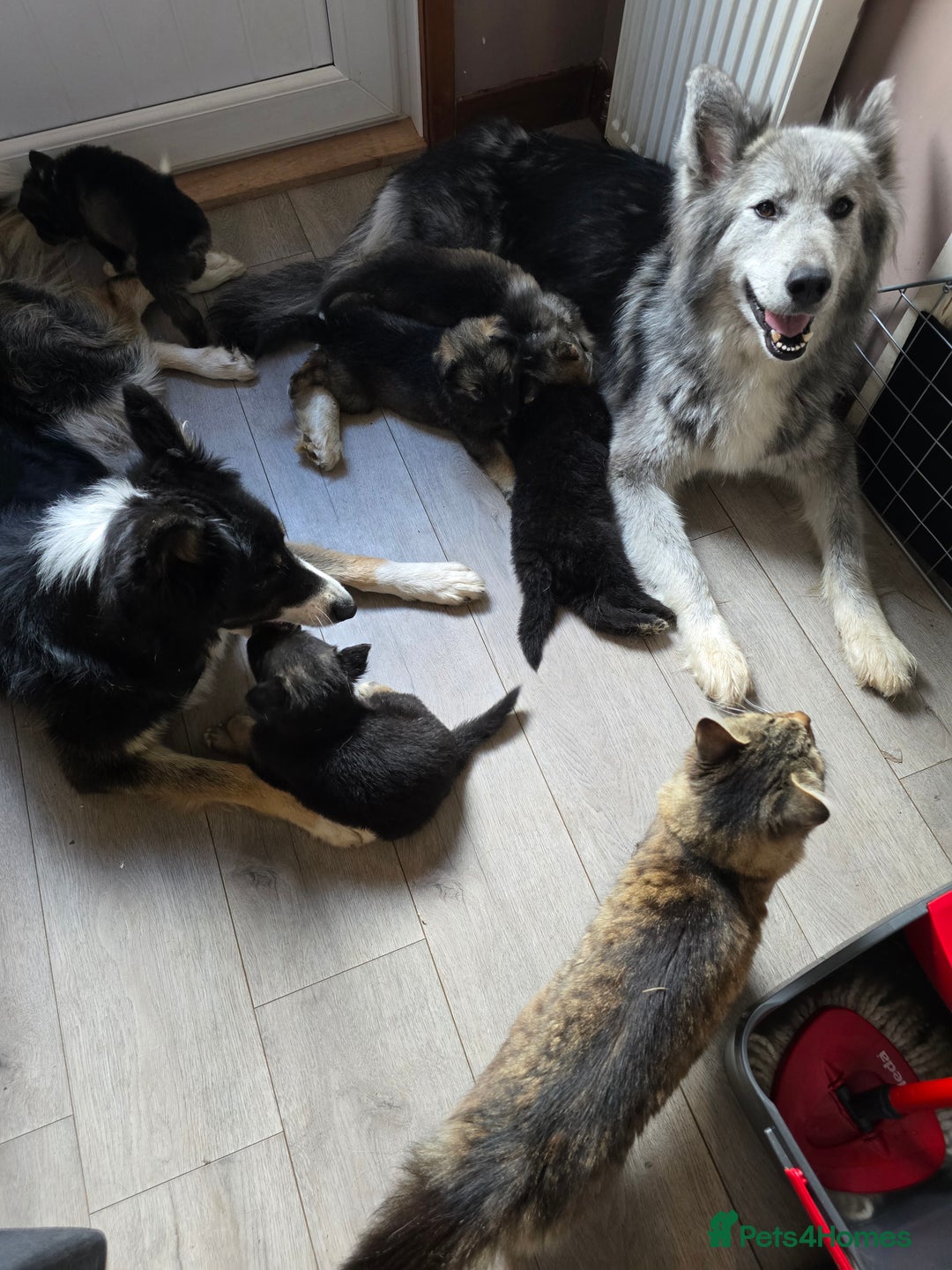 Mixed Breed dogs for sale: German Shepherd X Puppies - Image 5