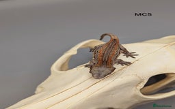 Gecko reptiles for sale: Orange & Red Stripe Gargoyle Gecko  - Image 3