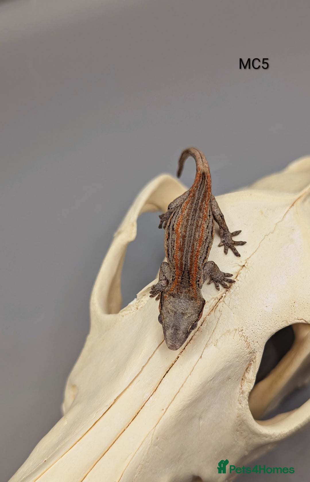 Gecko reptiles for sale: Orange & Red Stripe Gargoyle Gecko  - Image 3
