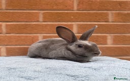 Rex rabbits for sale: Female & male mini rex rabbit kits VIENNA - Image 6