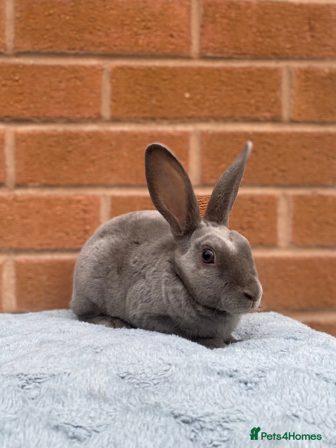 Rex rabbits for sale: Female & male mini rex rabbit kits VIENNA - Image 6
