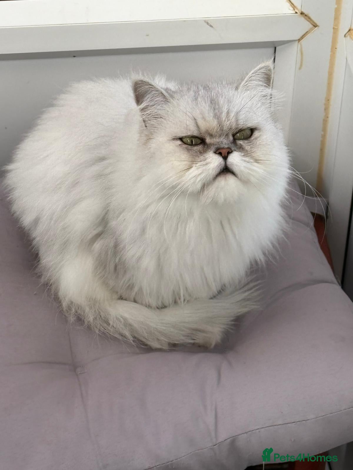 Persian cats Persian kittens for sale - Advert 3