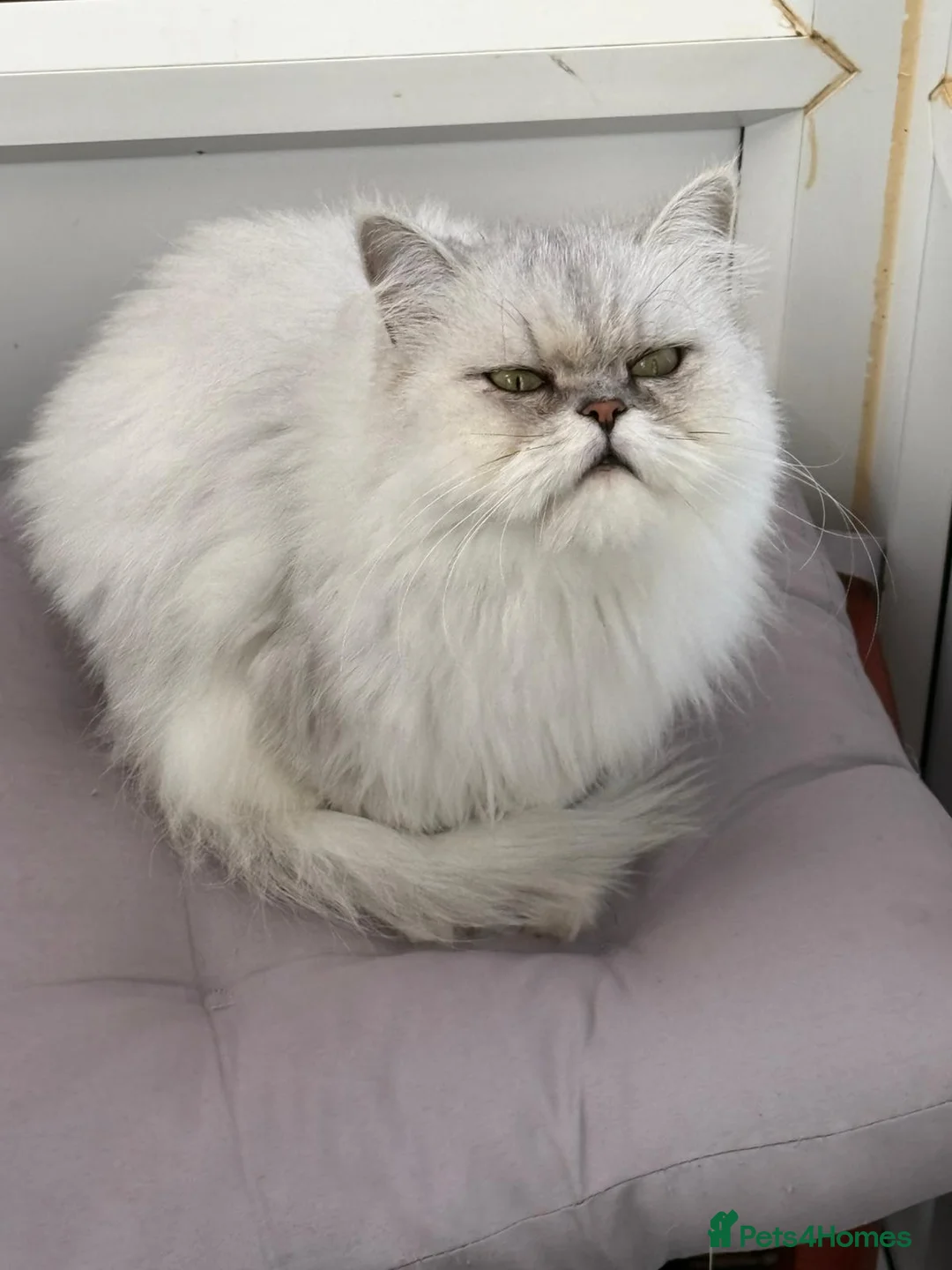 Persian cats for sale: Persian kittens for sale - Advert 1