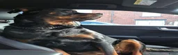 Dobermann dogs for sale: Rotterman Litter due November 9th  in Chorley - Advert 4