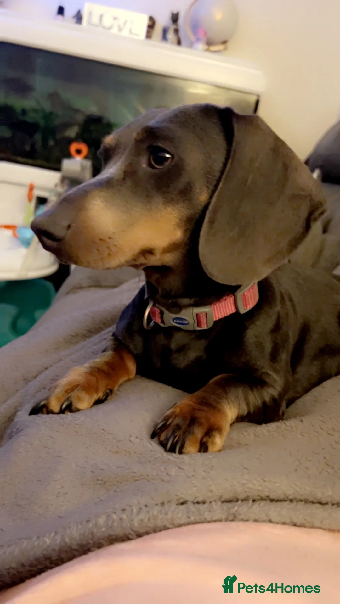 Miniature Dachshund dogs for sale: Beautiful miniature dachshund - Advert 1