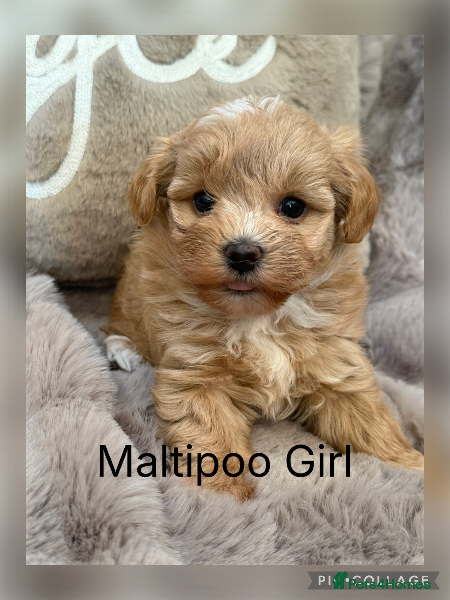Maltipoo dogs Maltipoo Babies  - Advert 1