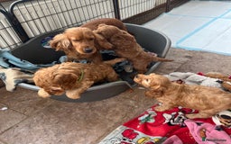 Cocker Spaniel dogs for sale: Golden show type cocker spaniel puppies  - Image 9