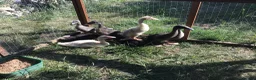 Ducks poultry for sale: Indian runner ducklings - Advert 3