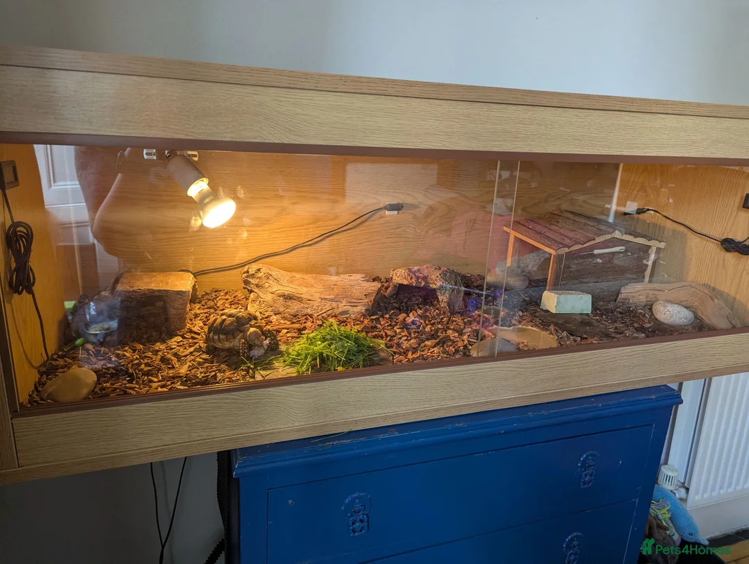 Tortoise reptiles for sale: Sulcata Tortoise for sale with vivarium  - Advert 2