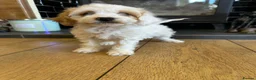 Cockapoo dogs for sale: F1b stunning cockapoos  - Advert 11