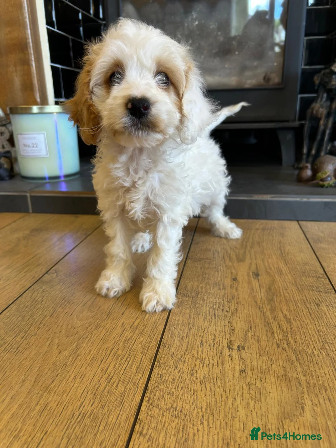 Cockapoo dogs for sale: F1b stunning cockapoos  - Advert 11