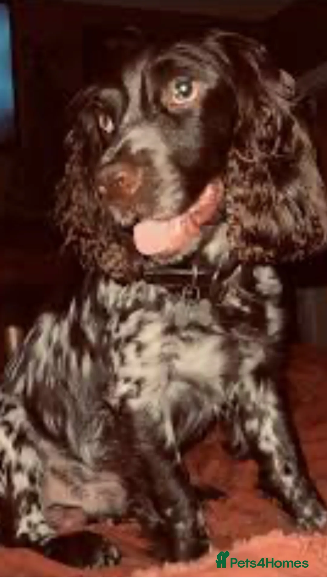Cocker Spaniel dogs for stud: Proven KC Reg Health Tested Working Cocker in Aylesbury - Advert 10