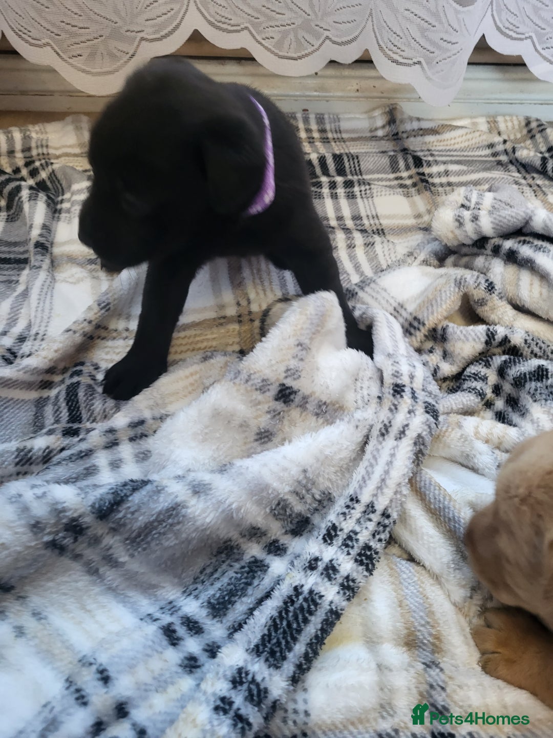 Labrador Retriever dogs for sale: KC registered labrador puppies - Advert 25