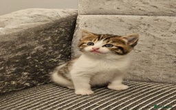 Mixed Breed cats for sale: Beautiful British shorthair kittens - Image 9