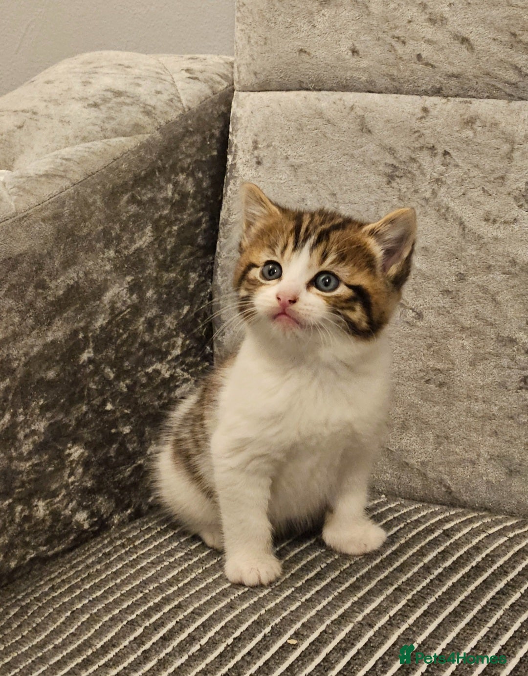 Mixed Breed cats for sale: Beautiful British shorthair kittens - Image 9
