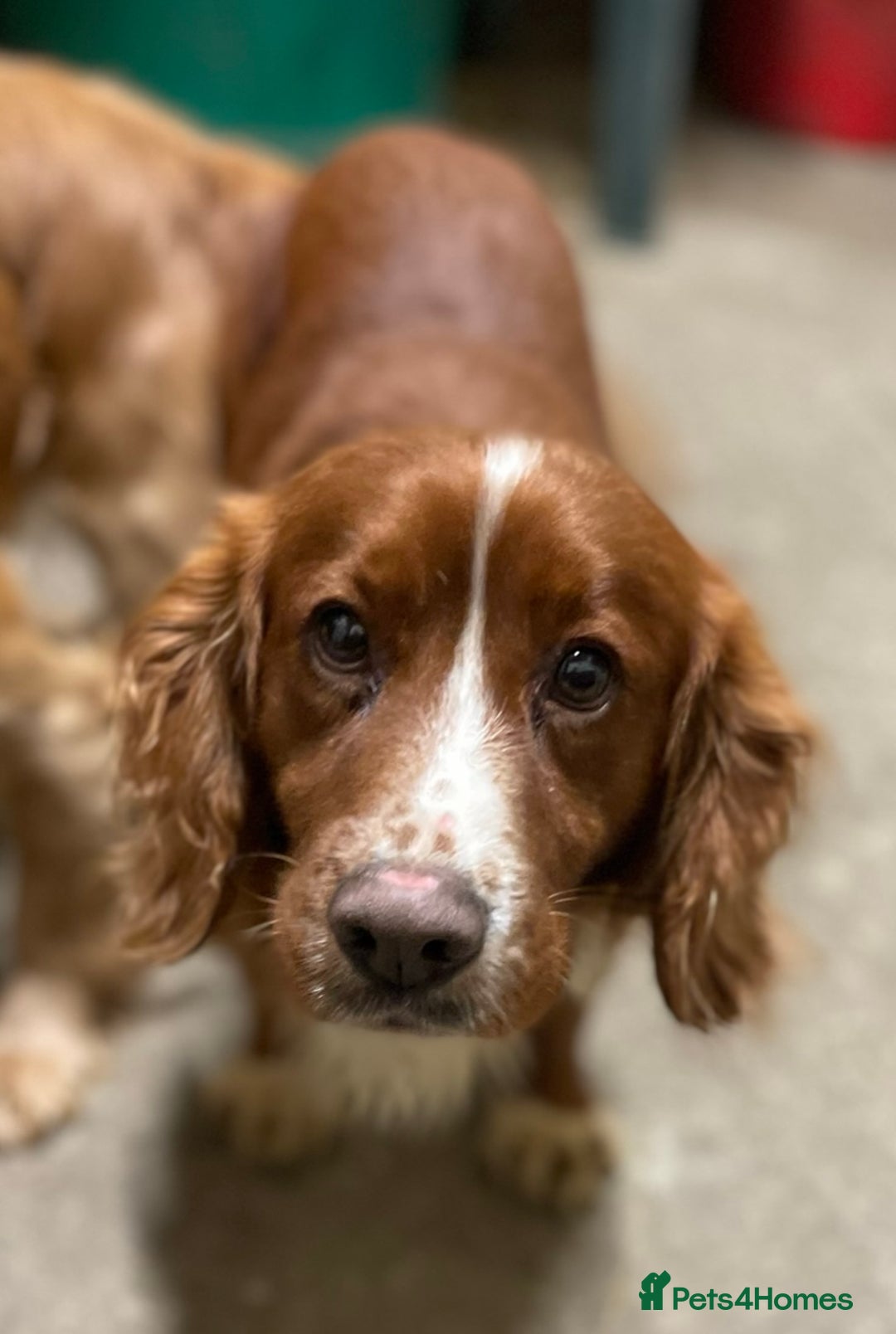 Cocker Spaniel dogs for sale: Heath Tested Working Cocker Puppies - Advert 8