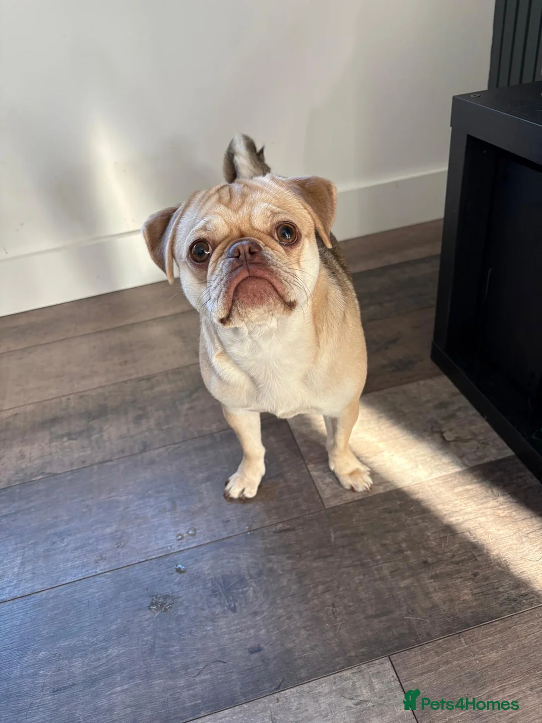 Pug dogs for sale: Pug 11 months old great character  - Advert 2