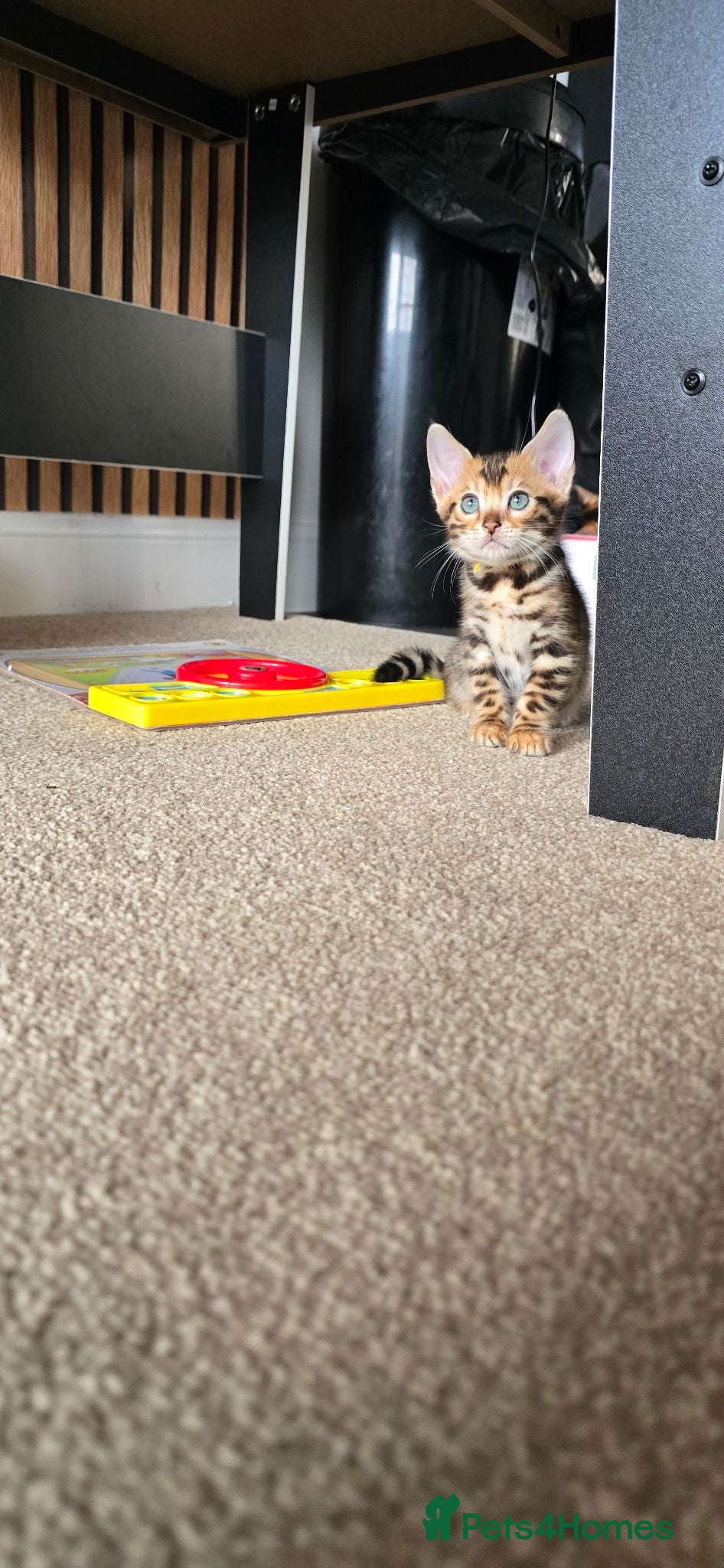 Bengal cats Pure bengal kittens  - Advert 14