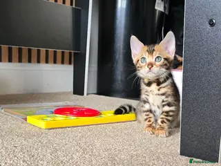 Bengal cats Pure bengal kittens - Advert 1