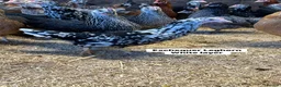 Chickens poultry for sale: Point of lay hens in a wide range of breeds  - Advert 6