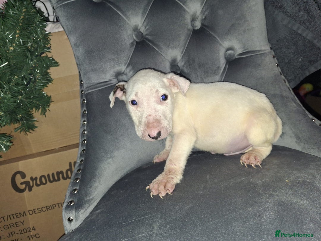 English Bull Terrier dogs for sale: English bull terrier  - Advert 6
