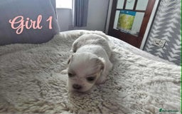 Lhasa Apso dogs for sale: Stunning Lhasa apso pups - Image 5