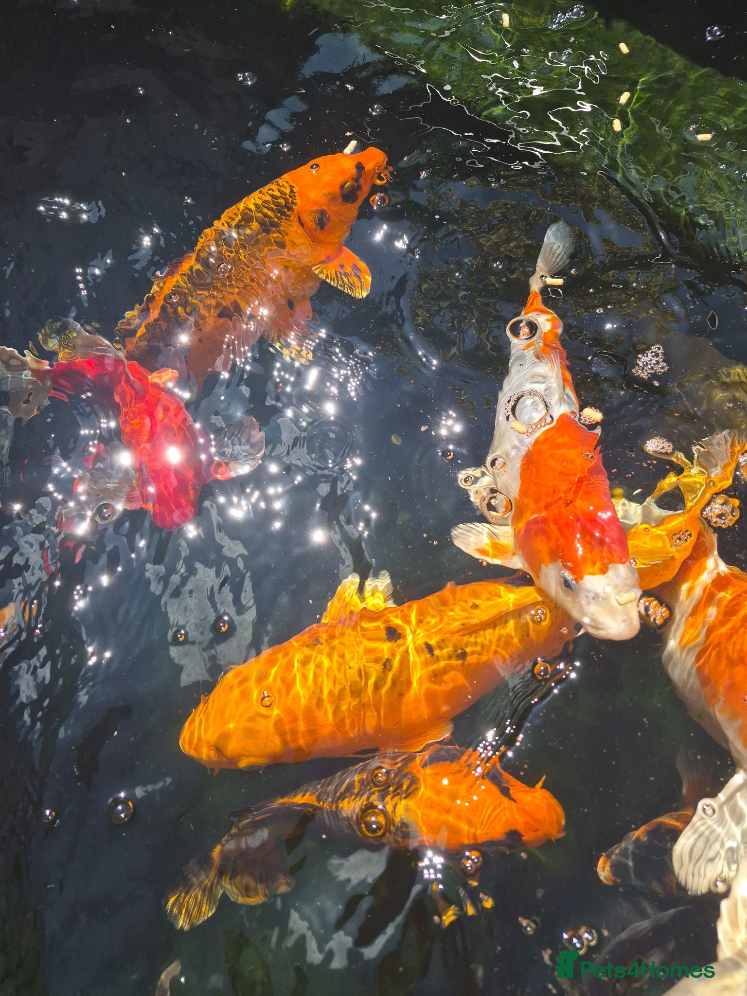 Koi Carp fish Koi Carp  - Advert 2