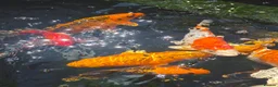 Koi Carp fish for sale: Koi Carp  in Brighton - Advert 2