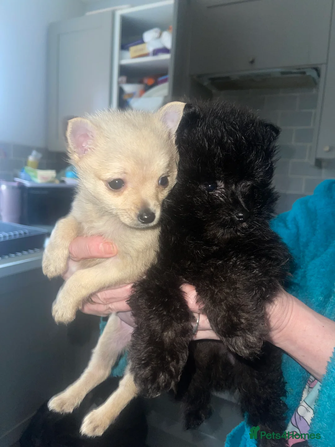 Mixed Breed dogs for sale: Adorable puppies for sale  - Advert 2