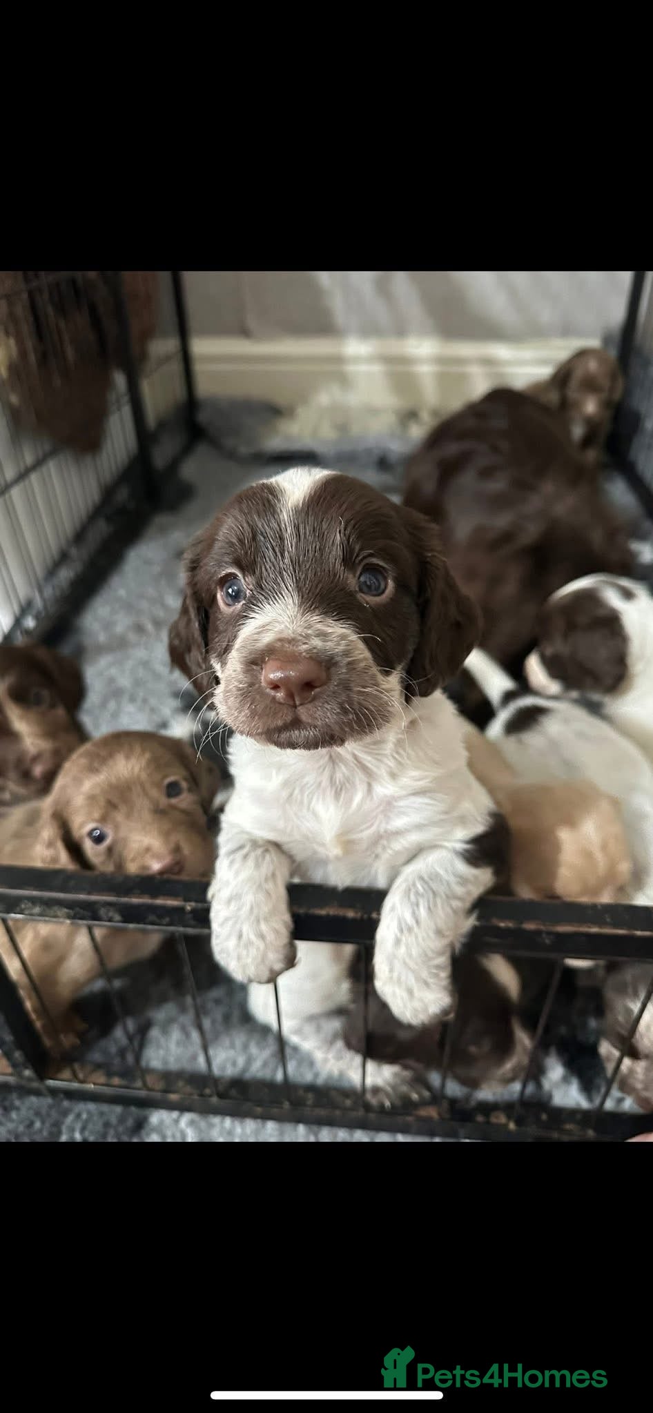 Cocker Spaniel dogs Cocker Pups  - Advert 4