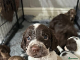 Cocker Spaniel dogs Cocker Pups - Advert 1