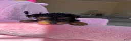Yorkshire Terrier dogs for sale: Toy Yorkshire terrier puppies  - Advert 7